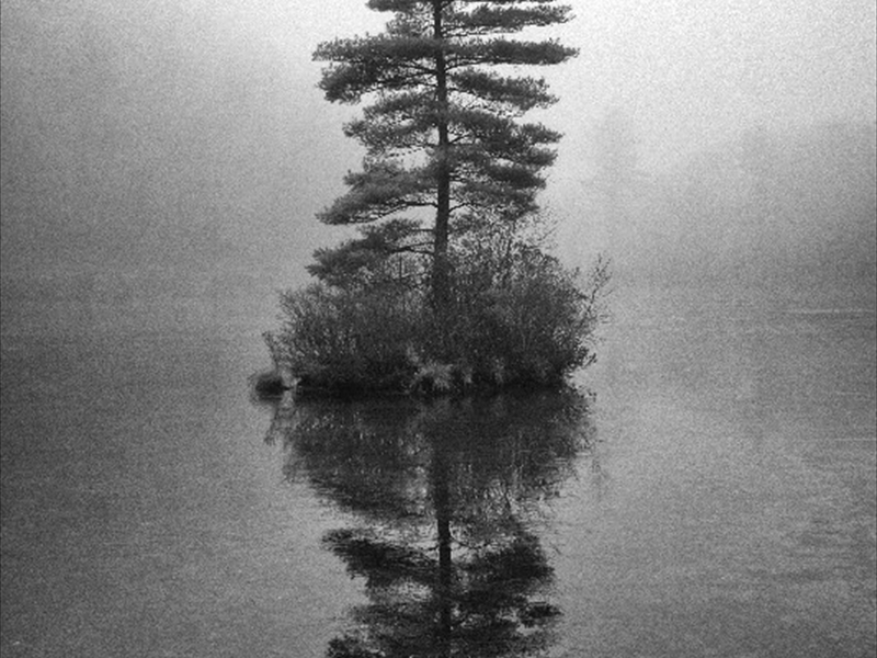 Floating Pine in the Fogwm