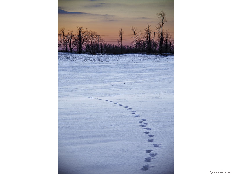 Footsteps In The Snow At Sunrise
