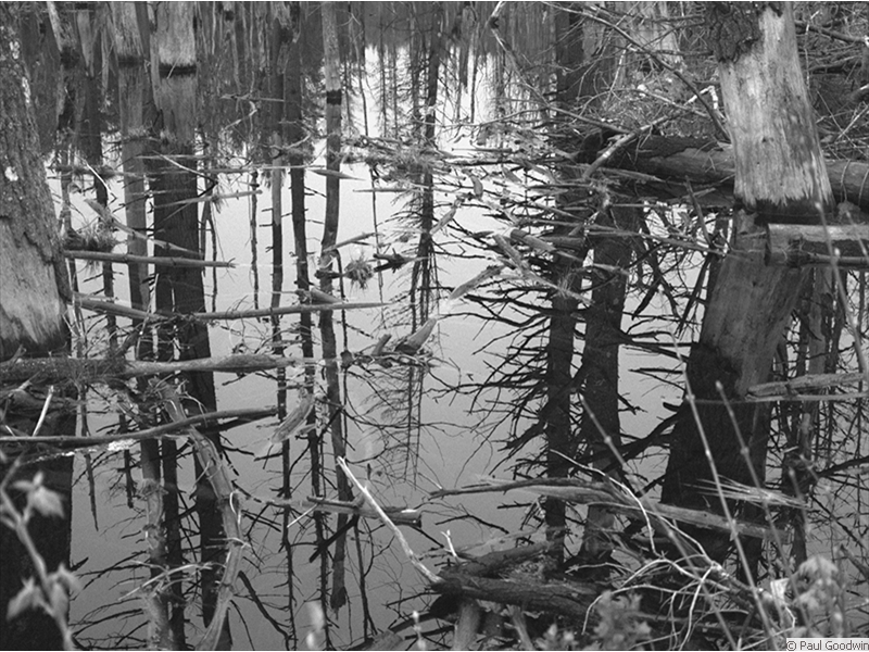 Rt 62 Swamp