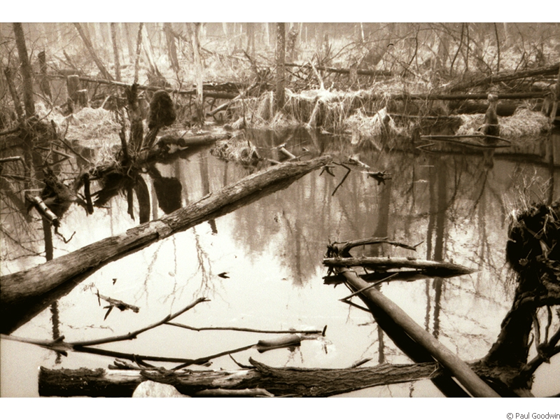 Swamp 1