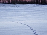 Footsteps In The Snow At Sunrise