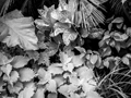 Variety of Plants in Infrared