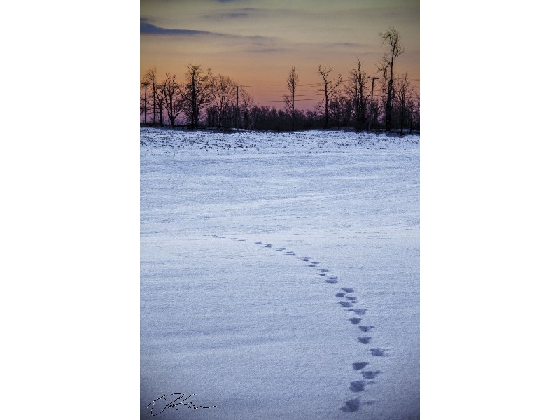 Footsteps in the Snow at Dawn