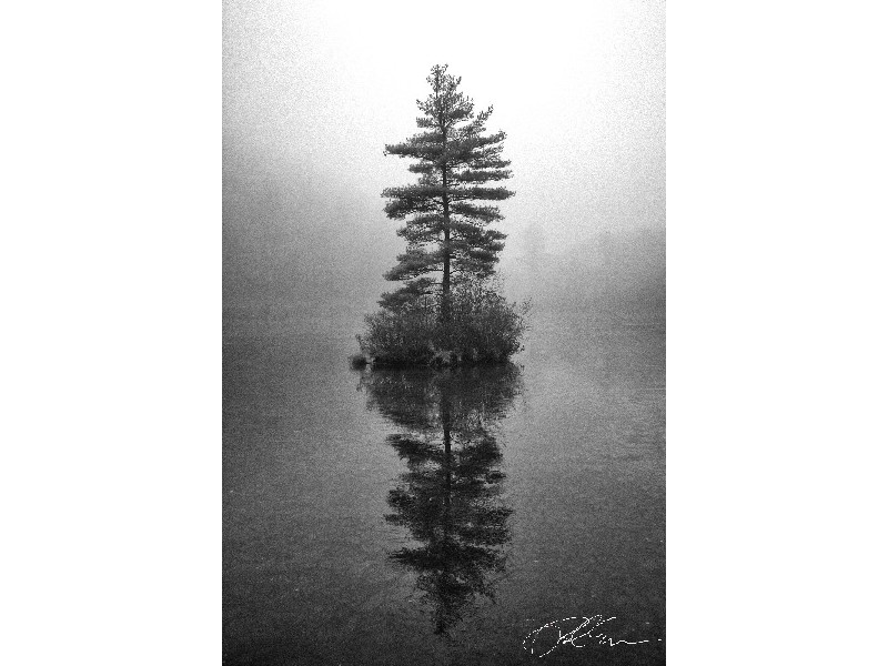 Floating Pine in the Fog